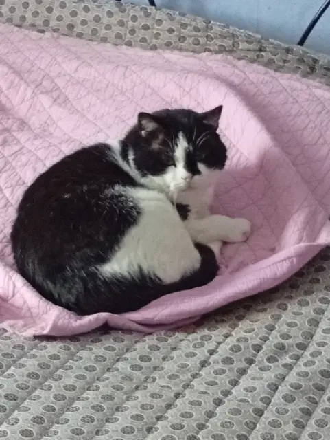 chat lost   89120 Charny Orée de Puisaye Mimi