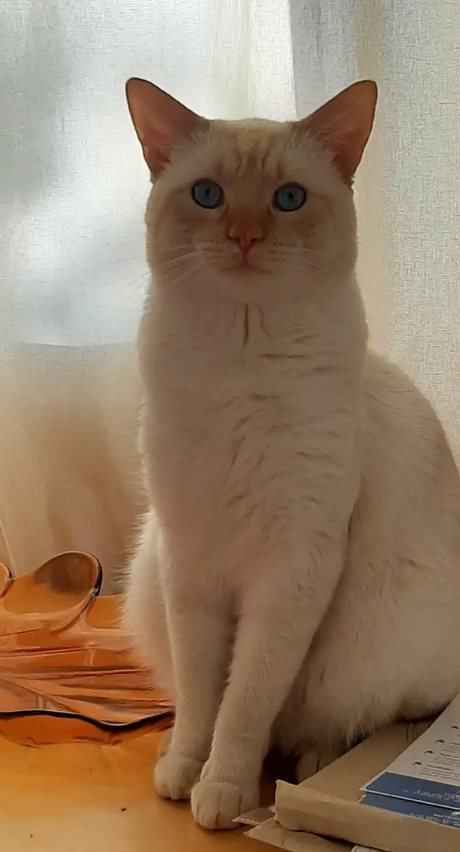 Chat Perdu 89 Yonne - Coton Chat Perdu 89 Yonne - Coton