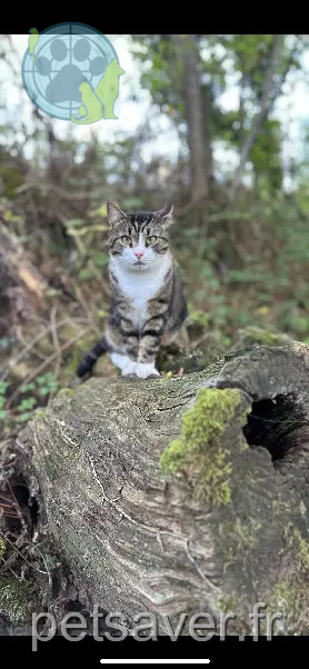 Chat Perdu 89 Yonne - Edgar Chat Perdu 89 Yonne - Edgar