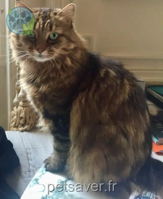 chat lost   89150 Villebougis Emile