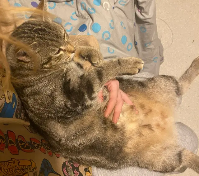 chat lost   89160 Argenteuil-sur-Armançon Fripouille