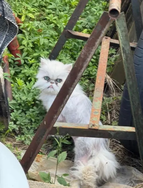 chat lost   89250 Gurgy Gigi