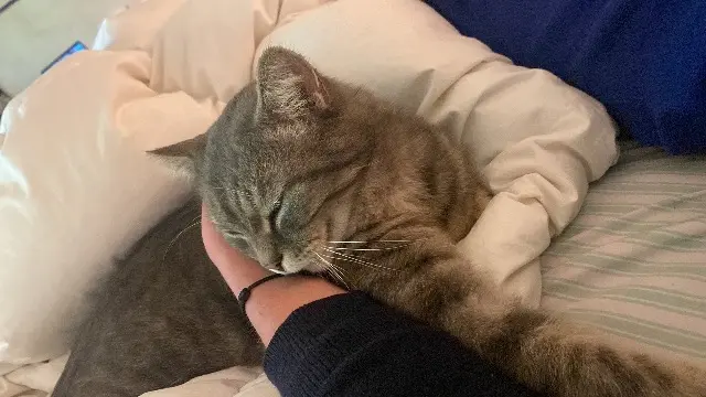 chat lost   89240 Diges Grisgris