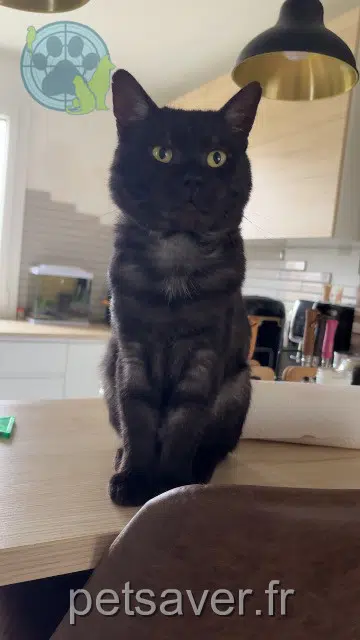 chat lost   89150 Vallery Grogu