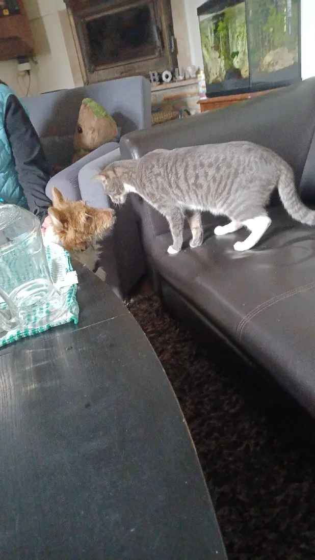 Chat Perdu 89 Yonne - Groot Chat Perdu 89 Yonne - Groot