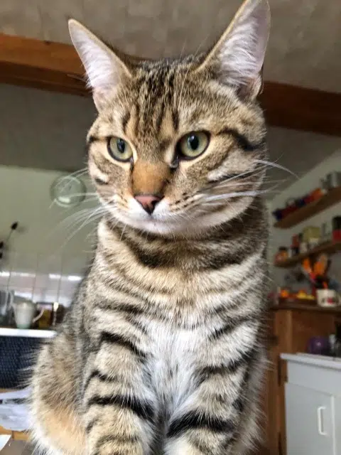 chat lost   89500 Villeneuve-sur-Yonne Indy