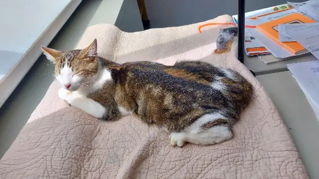 chat lost   89570 Soumaintrain Kaspar