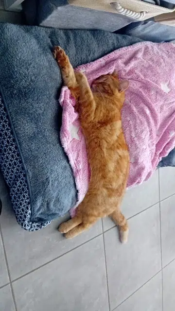 chat lost   89320 Noé Katsou