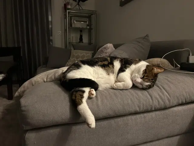 chat lost   89290 Venoy Kheops