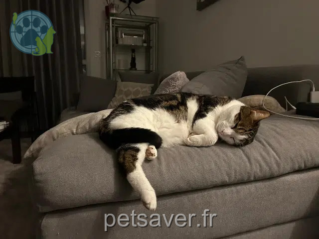 chat perdu 89290 Venoy Kheops chat lost 89290 Venoy Kheops