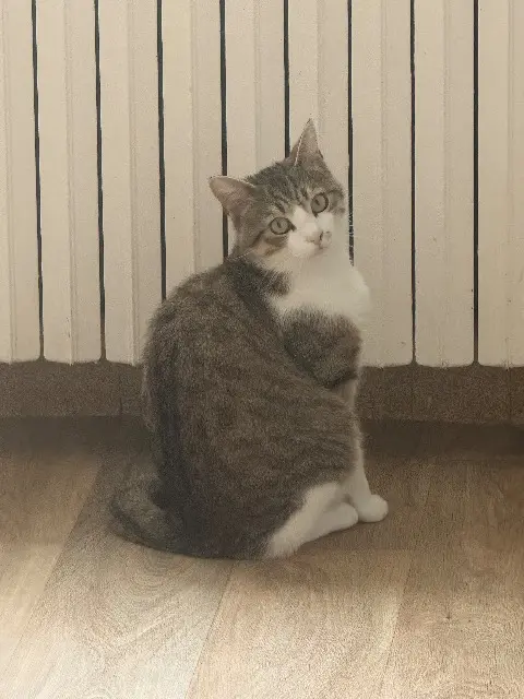 chat lost   89560 Les Hauts de Forterre Thanos