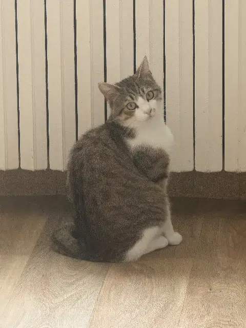 gato perdido 89560 Les Hauts de Forterre Thanos gato lost 89560 Les Hauts de Forterre Thanos
