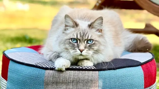 chat lost   89000 Auxerre Micro