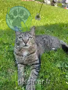 Chat Perdu 89 Yonne - Milo Chat Perdu 89 Yonne - Milo