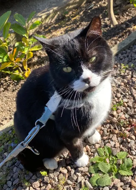 chat lost   89340 Champigny Mimi