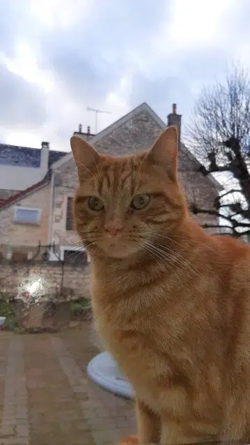 chat lost   89290 Vincelles Mimi