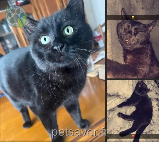 Kater vermisst 89150 Courtoin Mimiou Kater lost 89150 Courtoin Mimiou