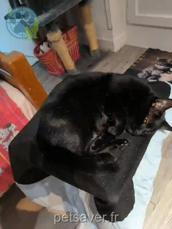 Chat Perdu 89 Yonne - Minouche Chat Perdu 89 Yonne - Minouche