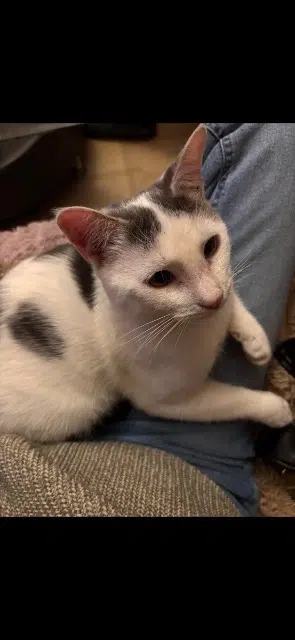 chat lost   89470 Monéteau Mistigri