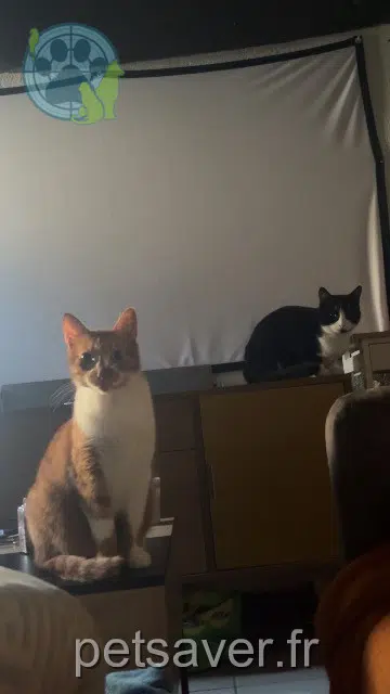 Kater lost   89500 Villeneuve-sur-Yonne Mocha