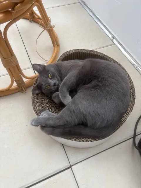 chat lost   89500 Villeneuve-sur-Yonne Moki