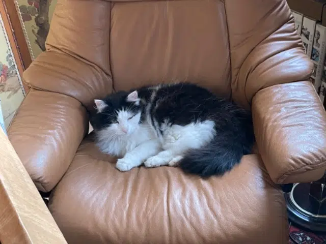 chat lost   89100 Paron Neige