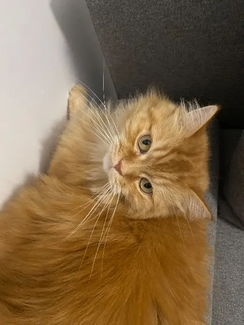 chat lost   89100 Sens Nemo