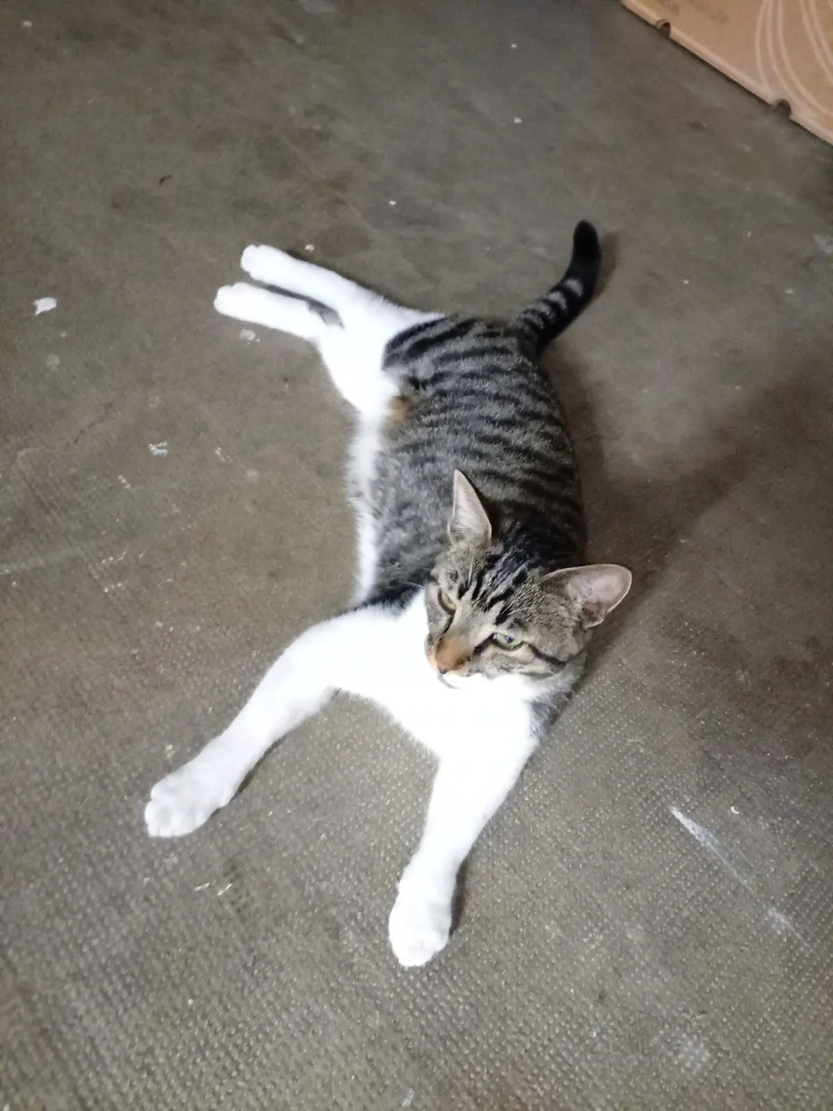 Chat Perdu 89 Yonne Chat Perdu 89 Yonne