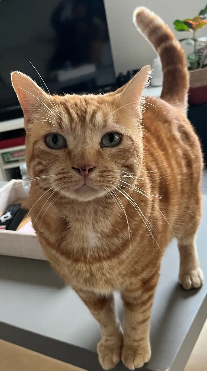Chat Perdu 89 Yonne - Oliver Chat Perdu 89 Yonne - Oliver