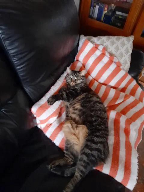 chat lost   89190 Bagneaux Omalley