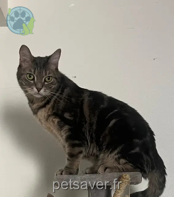 chat perdu Auxerre Onyx chat lost Auxerre Onyx