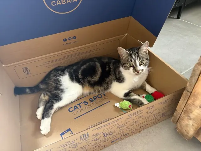 chat lost   89530 Saint-Bris-le-Vineux Oscar