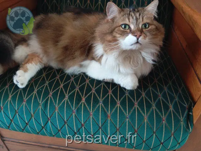 chat lost   89140 Sergines Papouf