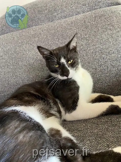 chat lost 89210 Bellechaume Pedro