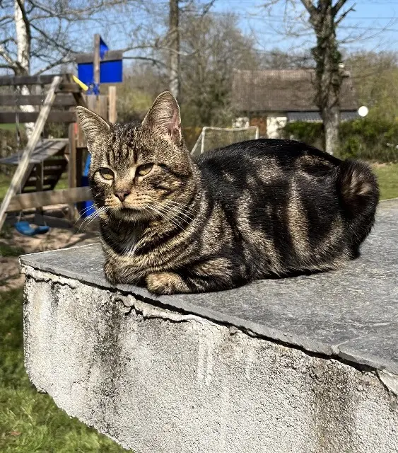 chat lost   89130 Fontaines Rio (Minouche)