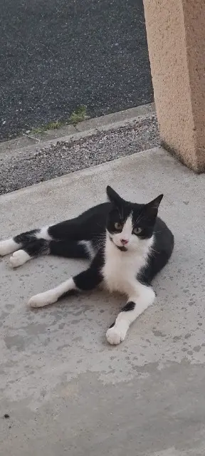 chat lost   89000 Perrigny Rocky