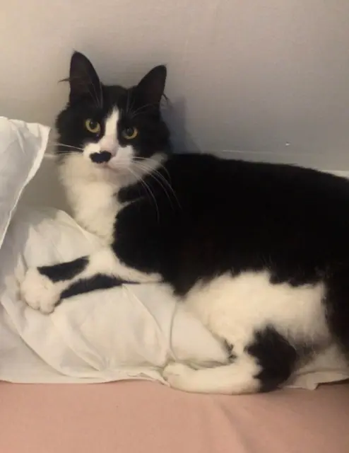 chat lost   89100 Sens ROUDOUDOU
