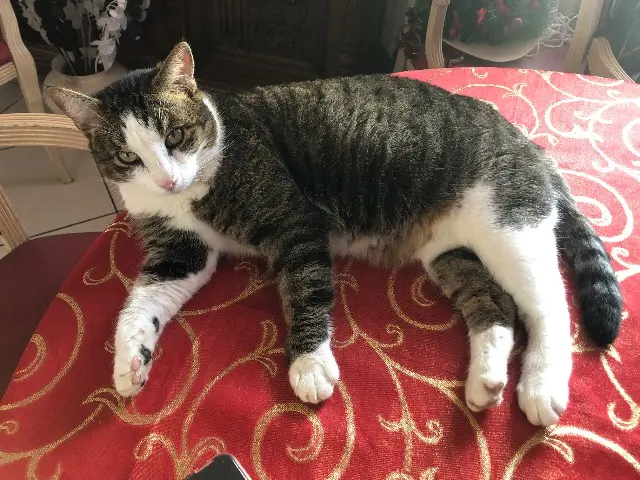 chat lost   89500 Villeneuve-sur-Yonne Simba