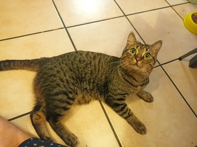 chat lost   89100 Paron Simba