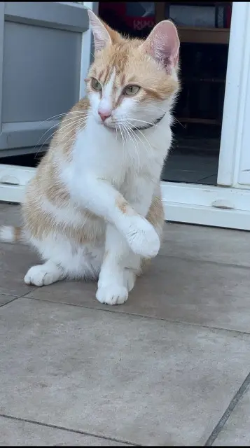 chat lost   89400 Migennes Simba