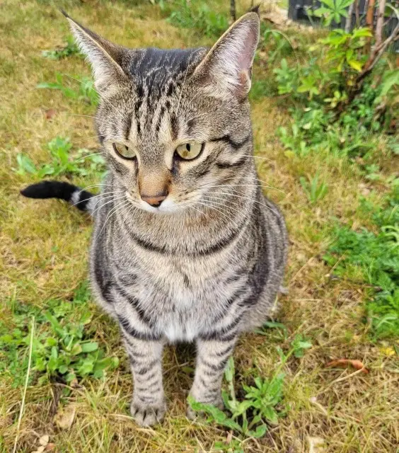 chat lost   89580 Vallan Simba