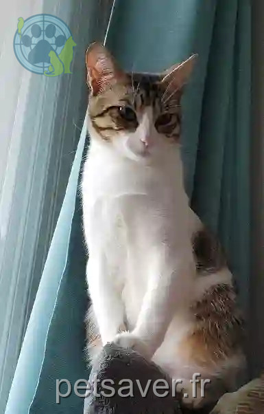 Chat Perdu 89 Yonne - Sirius-crevette Chat Perdu 89 Yonne - Sirius-crevette