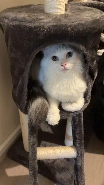 chat lost    Auxerre Soya