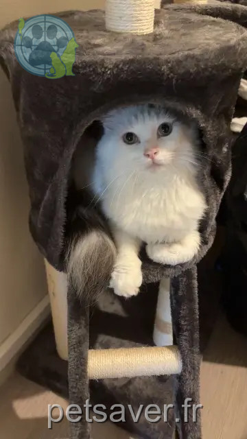 kater vermist Auxerre Soya kater lost Auxerre Soya