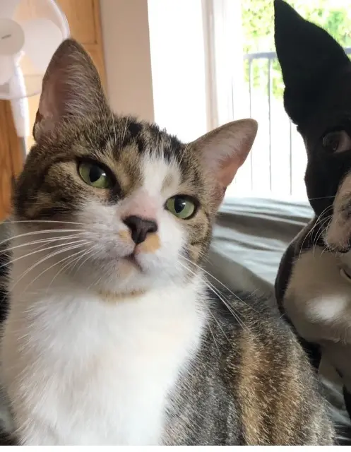 chat lost   89410 Béon Tilouze