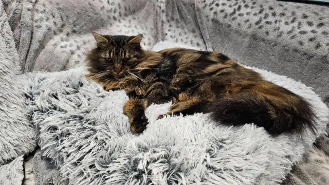 chat lost   89510 Véron Tornade