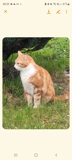 chat lost   89250 Gurgy Twix