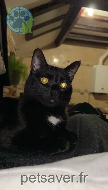 cat lost 89100 Sens Urfy cat lost 89100 Sens Urfy