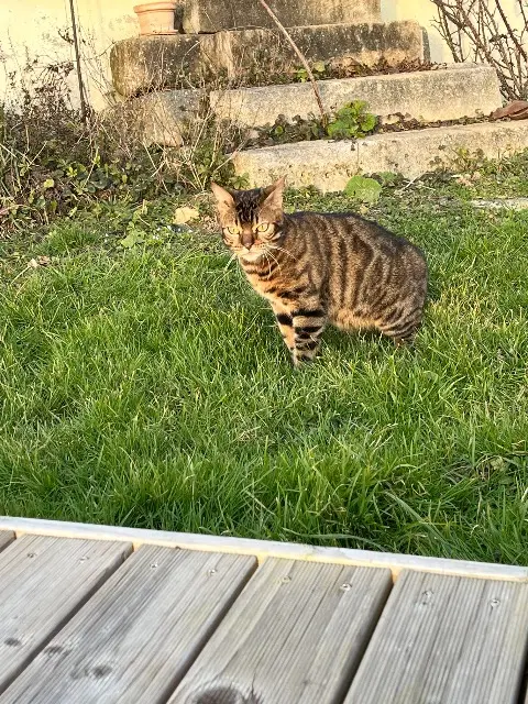 chat lost   89000 Saint-Georges-sur-Baulche Wisky