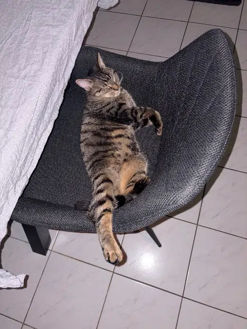 chat lost   89100 Rosoy Yuki